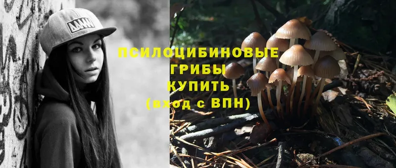 Галлюциногенные грибы Psilocybine cubensis Динская